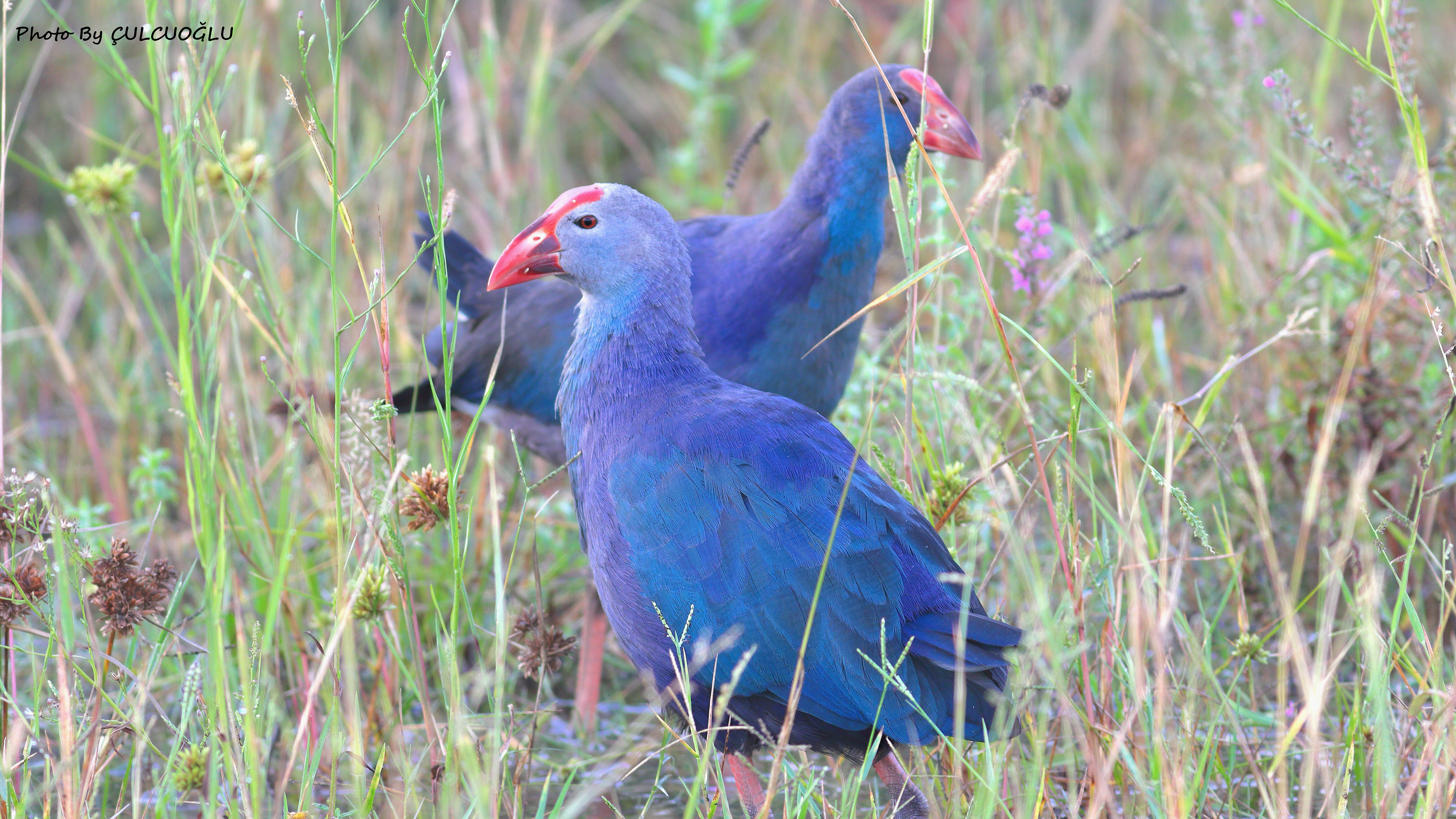 Western Swamphen